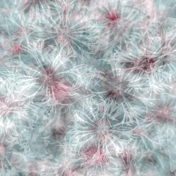 Centaurea abstract
