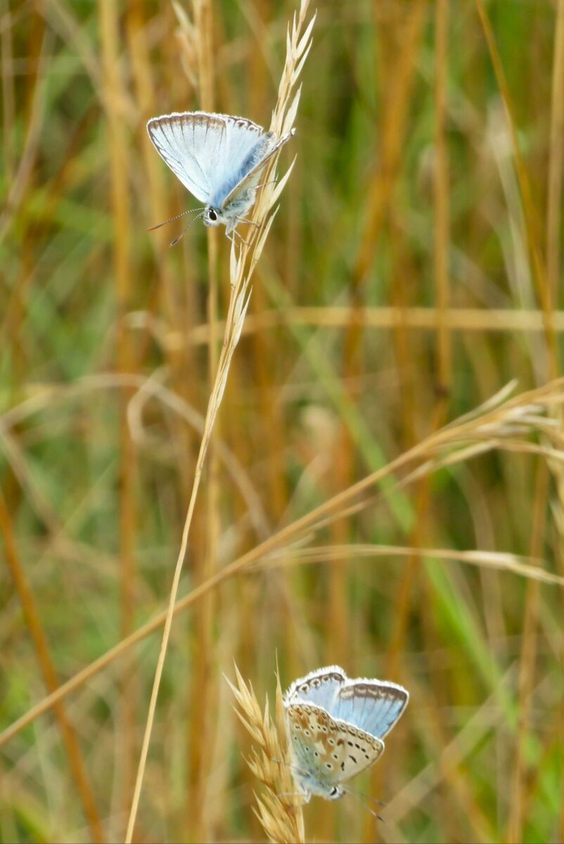 Chalkhill Blue Butterflies