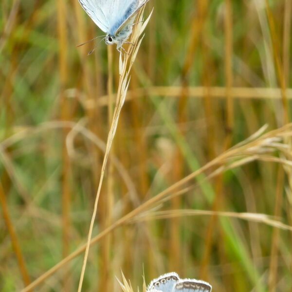 Chalkhill Blue Butterflies