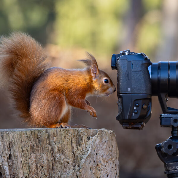 Chimping