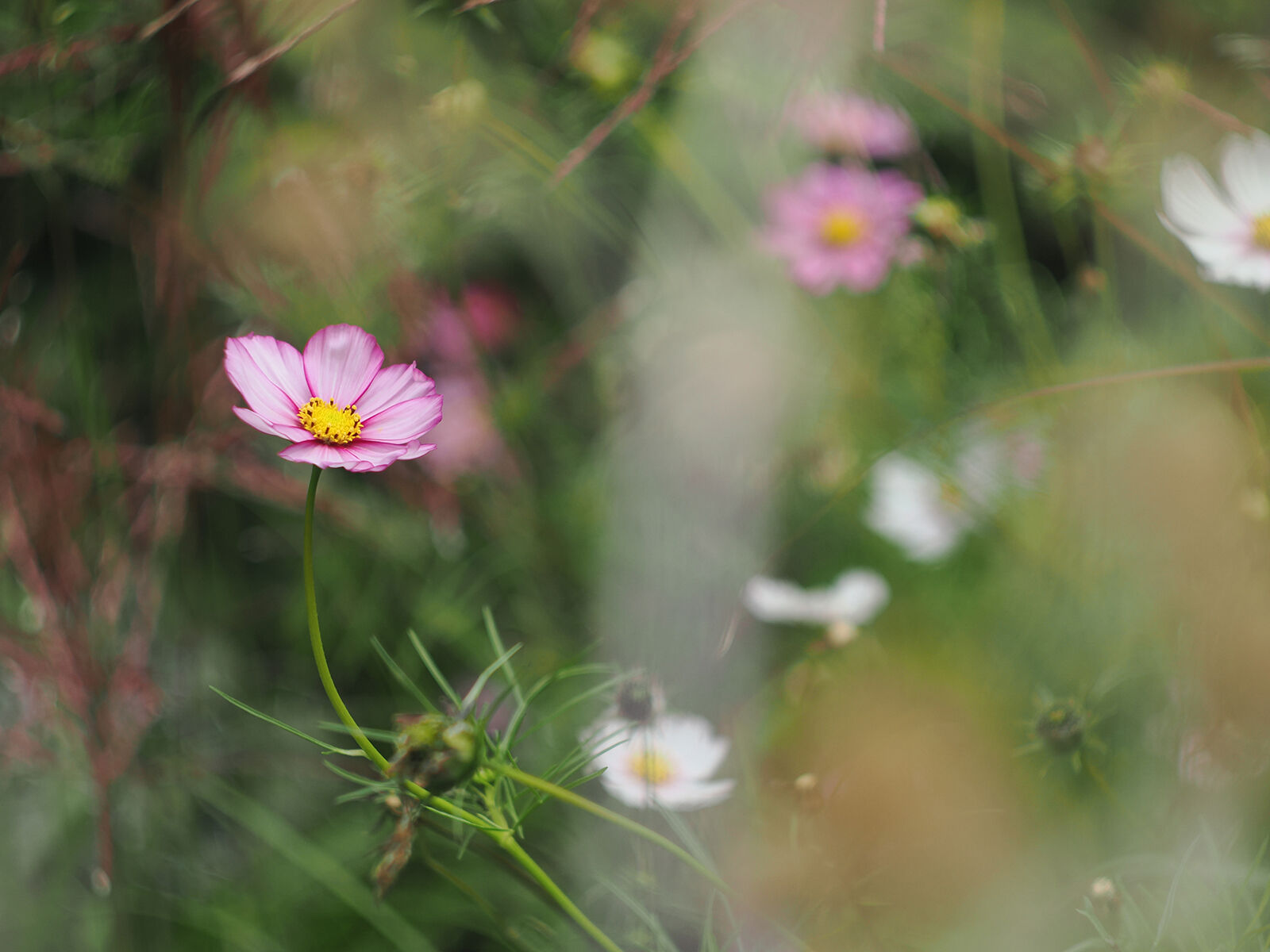 Cosmos