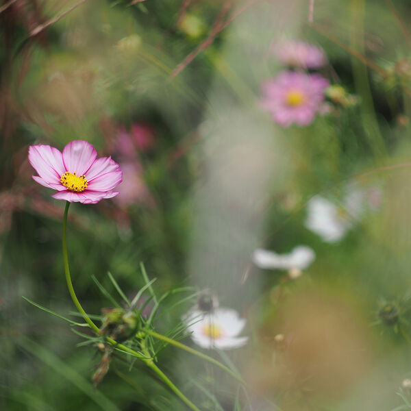 Cosmos