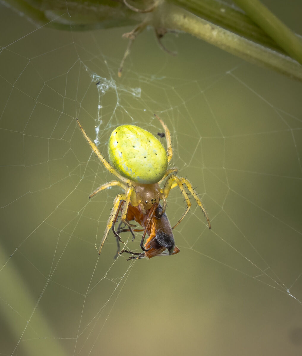 Crab Spider with Beetle