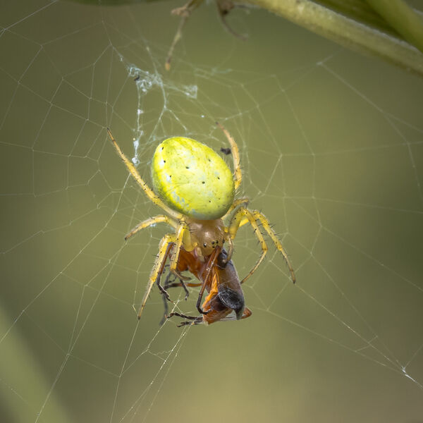 Crab Spider with Beetle