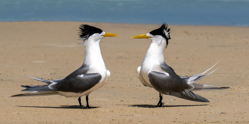 Crested Tern Courtship