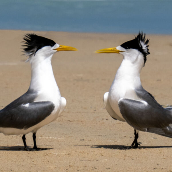 Crested Tern Courtship