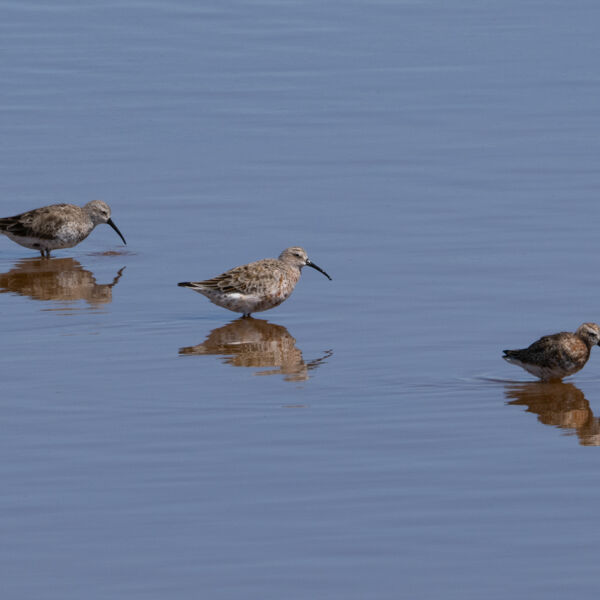 Curlew Sandpipers