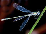 Damsel fly