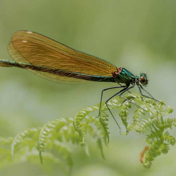 Damselfly at rest