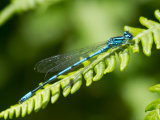 Damselfly