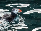 Dancing ledge puffin