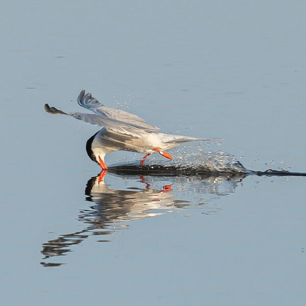 Dipping Tern