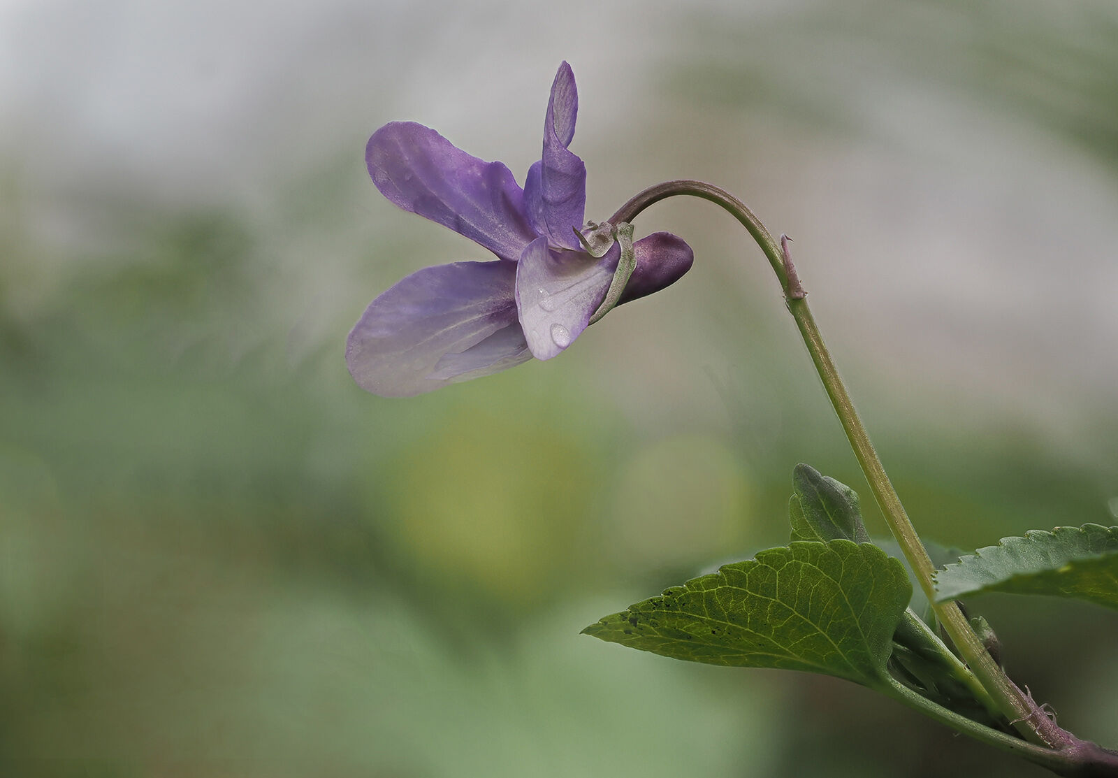 Dog Violet 26