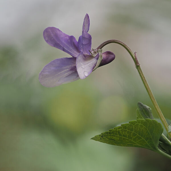 Dog Violet 26