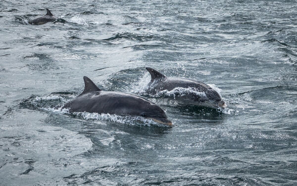 Dolphin duo