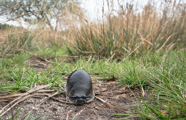 Don't rush me, I'm feeling sluggish!