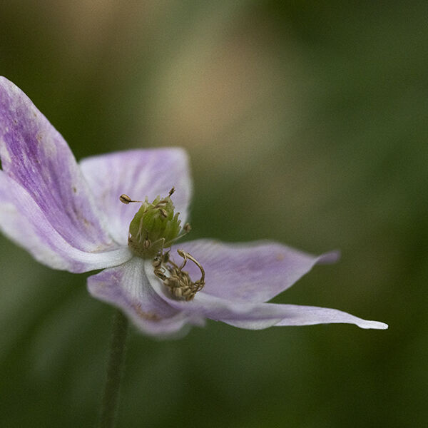 Dying Wood Anemone W