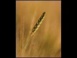 Ear of corn 1