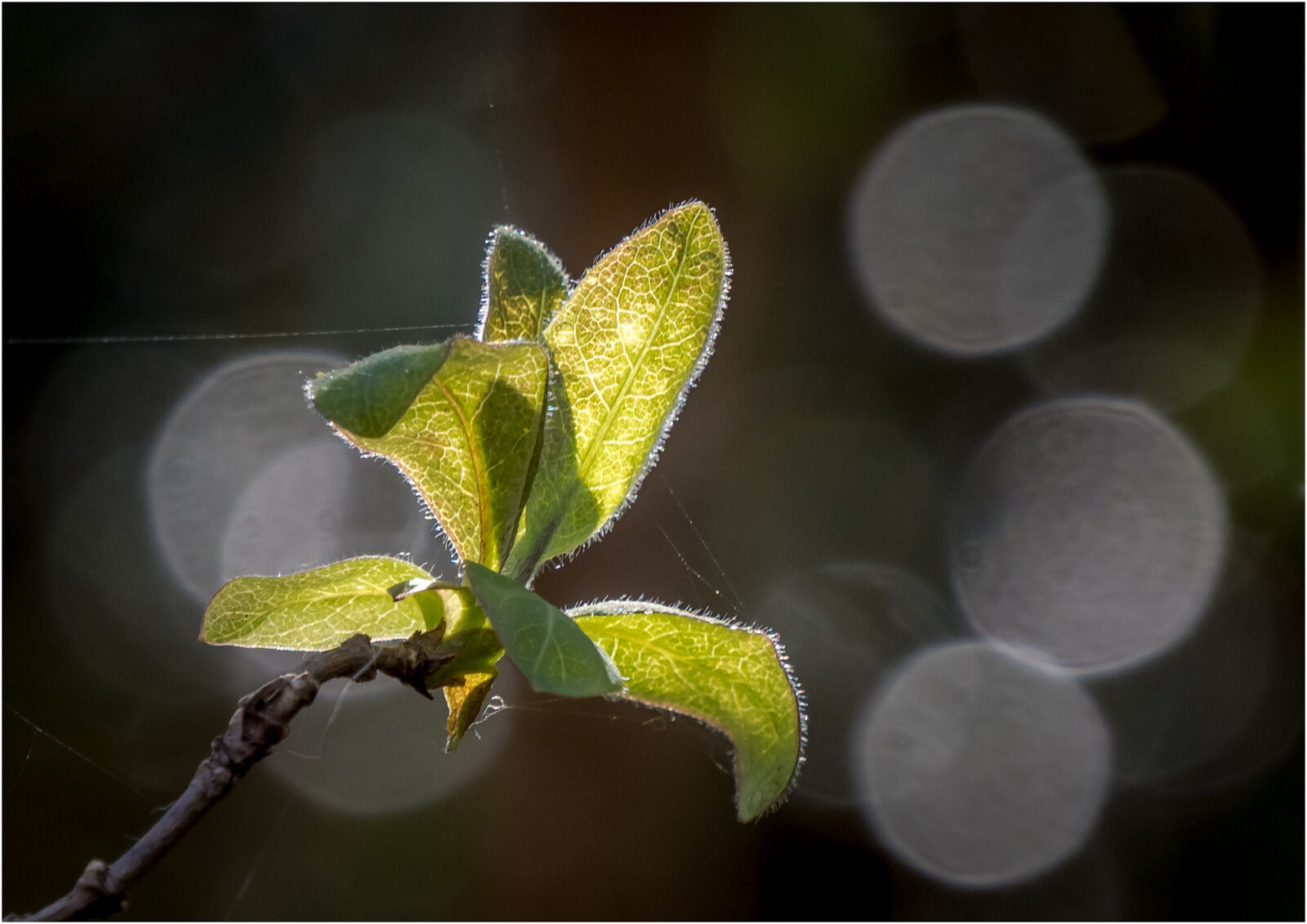 Early Spring Honeysuckle