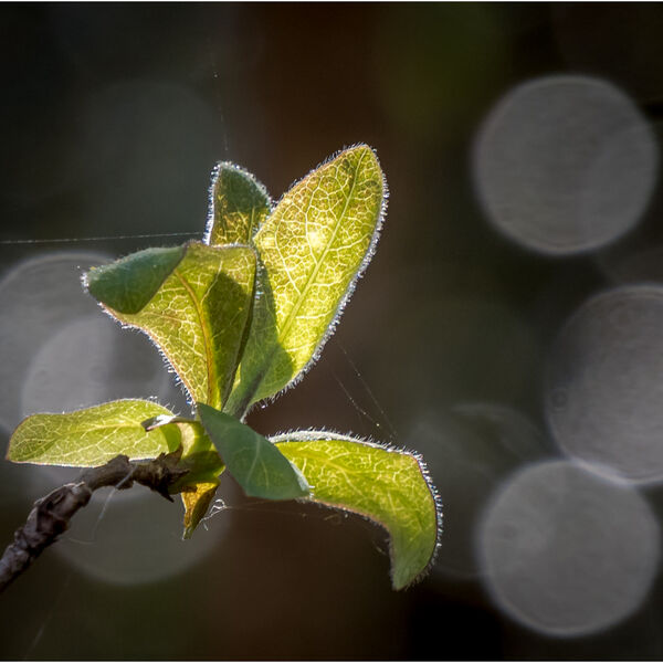 Early Spring Honeysuckle