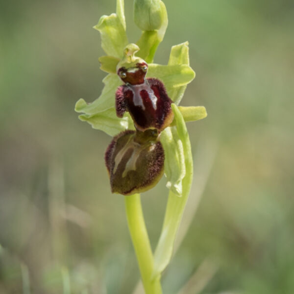 Early spider orchid
