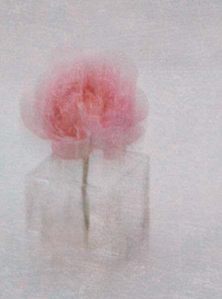 Fading Rose