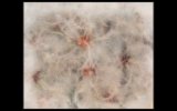 Feathered seedheads lg