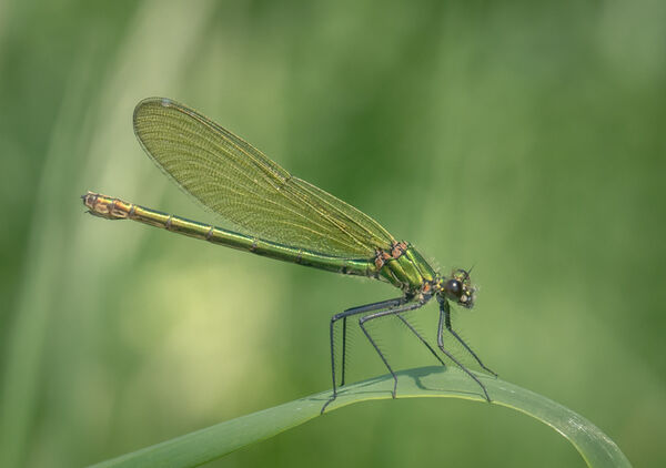 Femail banded demoiselle