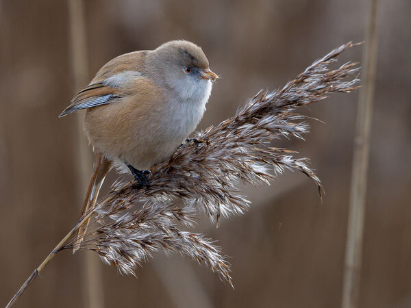 Female Bearded Reedling on Mace - GPU Silver