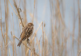 Female Reed Bunting- Alan Bevis