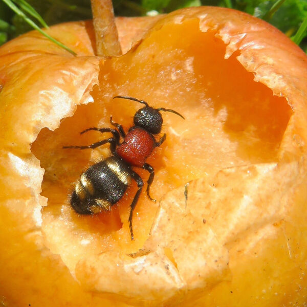 Female Velvet Ant