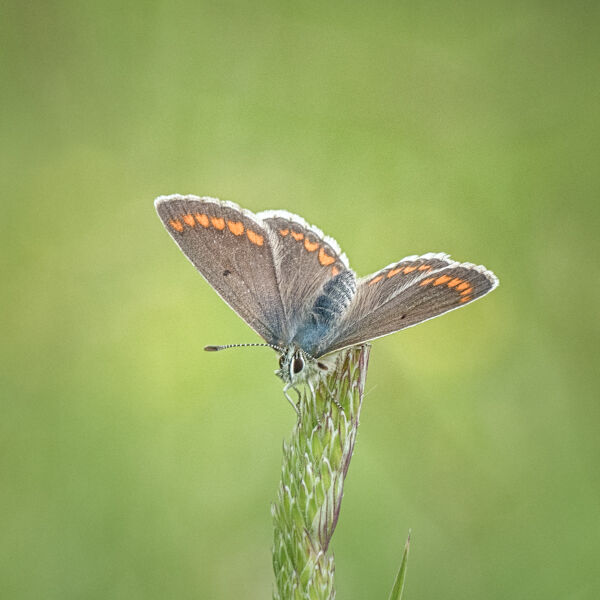 Female common blue Mary