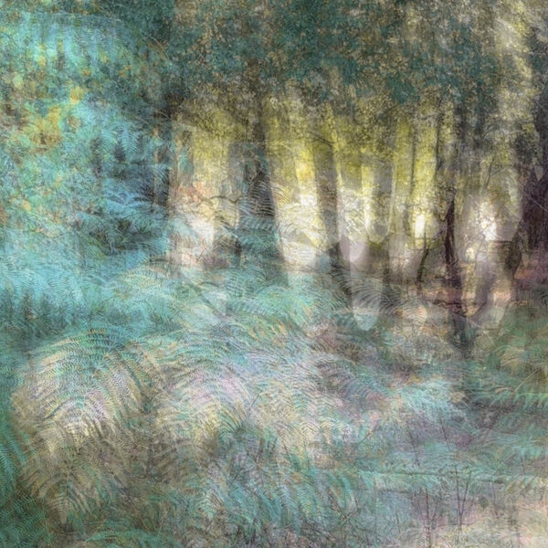 Ferns Turning