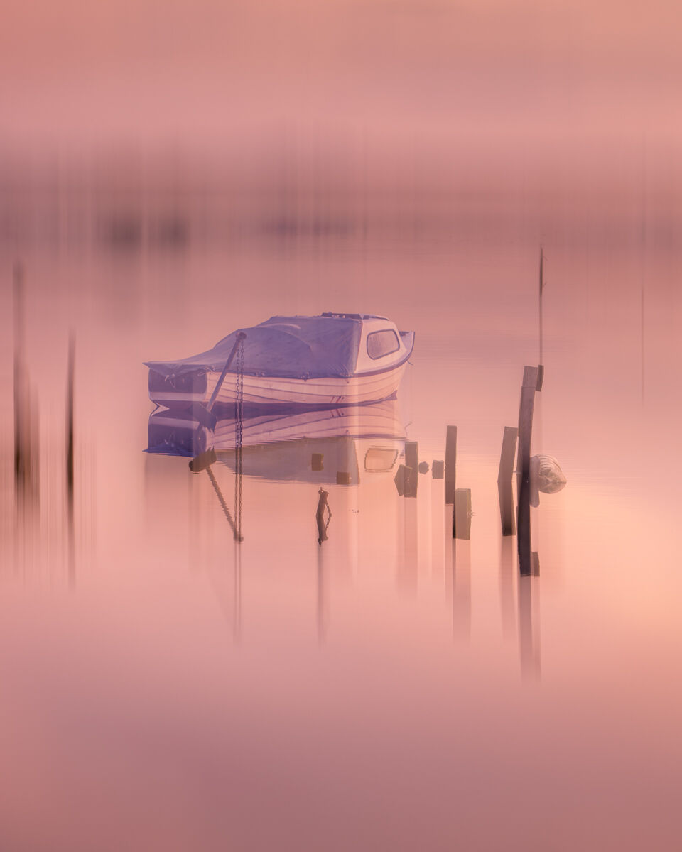 1st PDI - Pink Dawn - Nigel Gidney