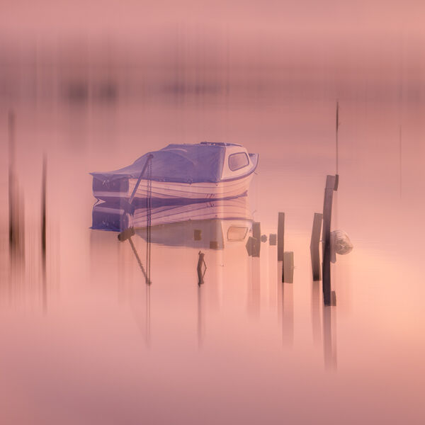 1st PDI - Pink Dawn - Nigel Gidney