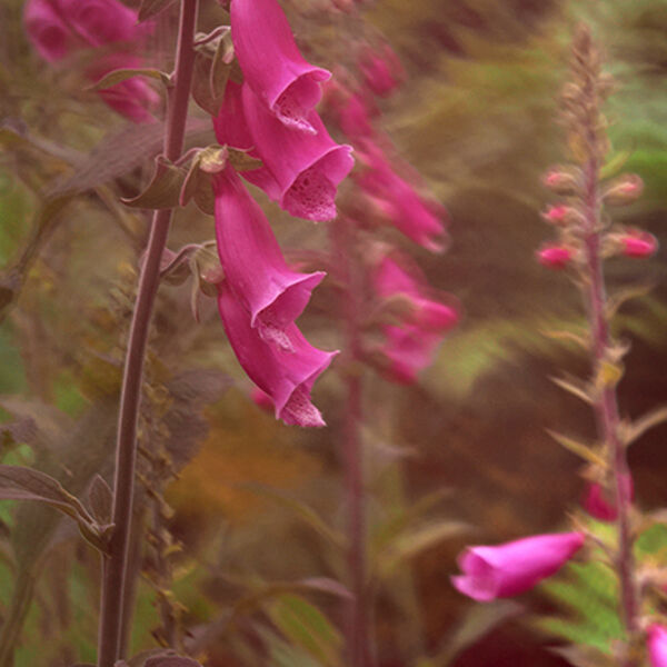 Foxgloves W