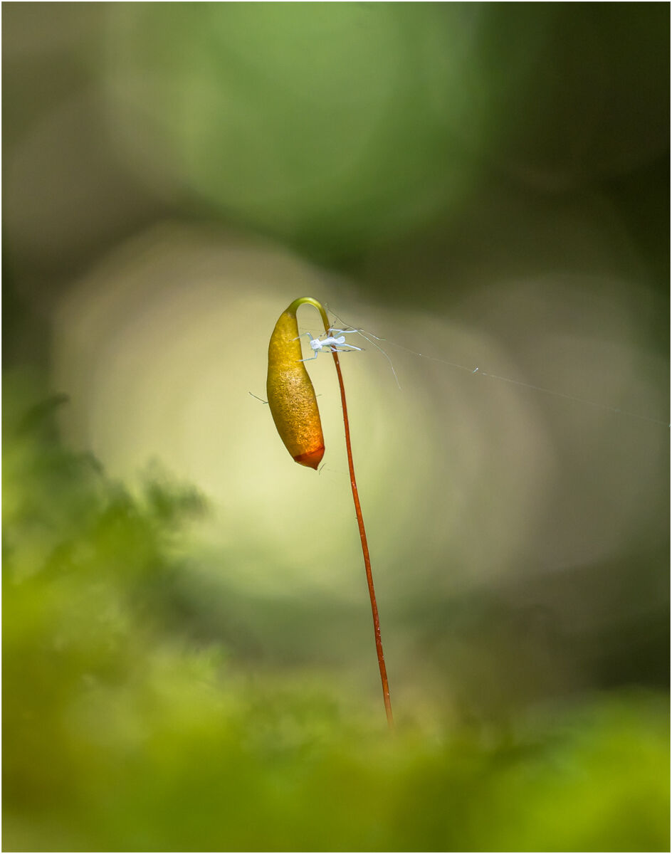 Fruiting Body of Moss