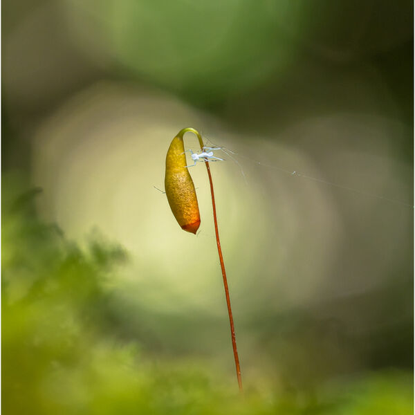 Fruiting Body of Moss