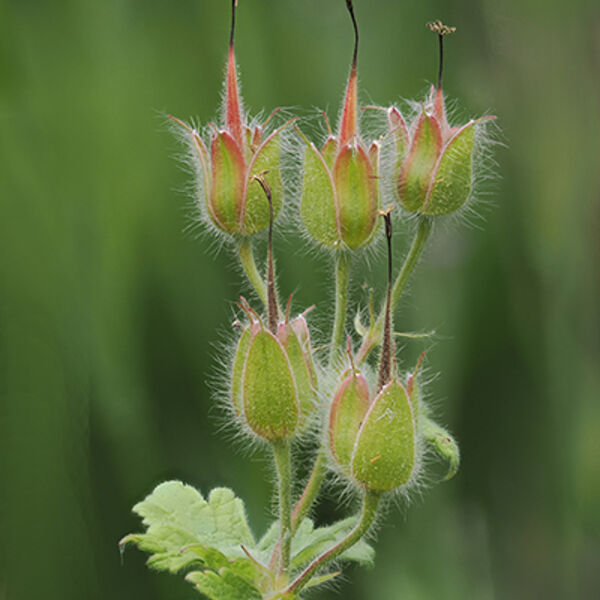 Geranioum Seed Head W