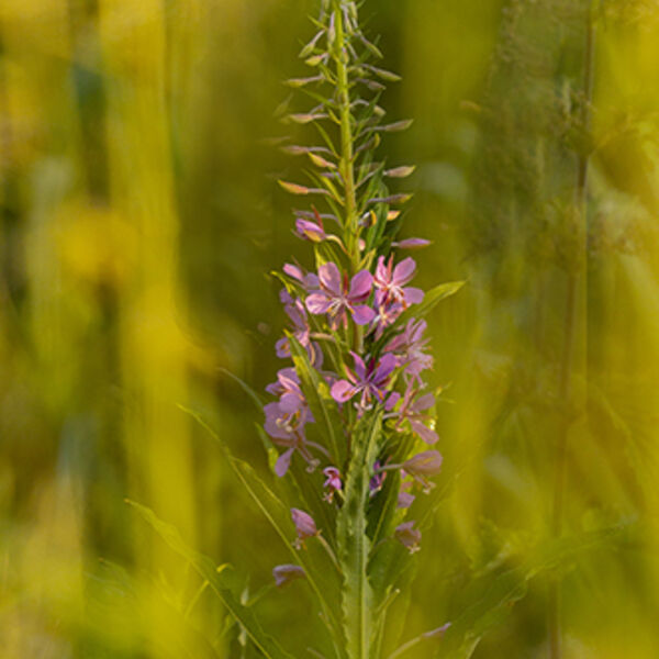 Golden Willowherb W