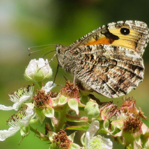 Grayling Butterfly