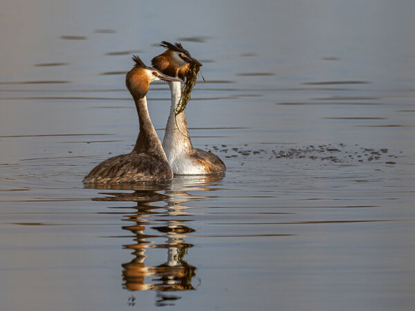 Great Crested Grebe Courtship