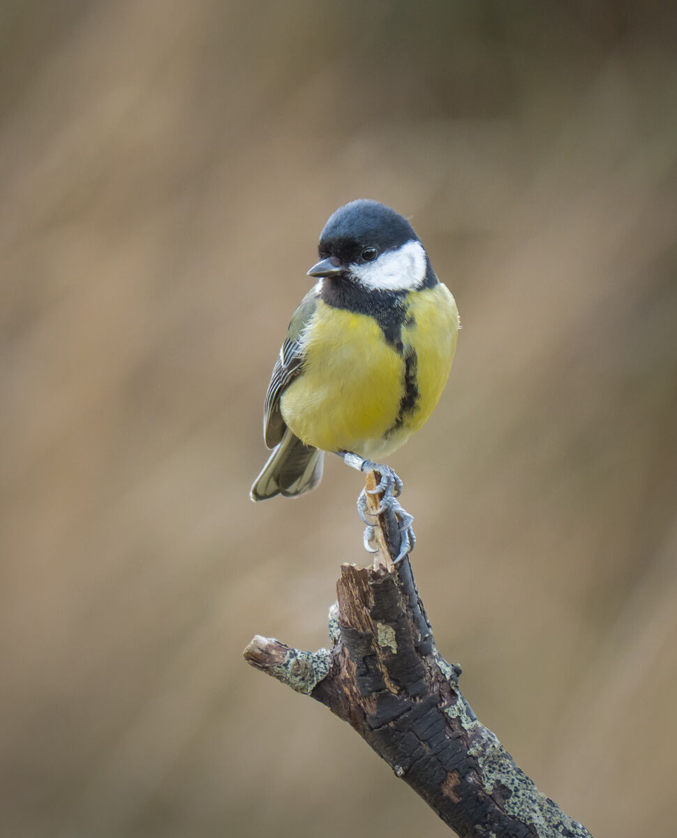Great Tit