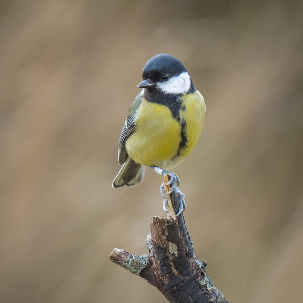 Great Tit