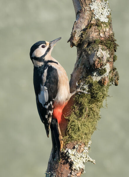Great spotted woodpecker