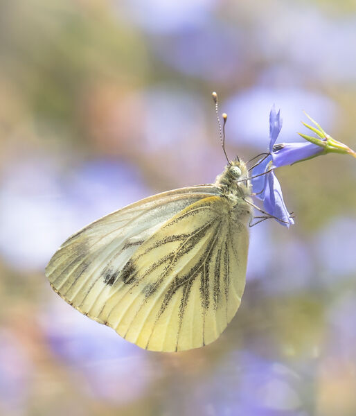 Green veined white