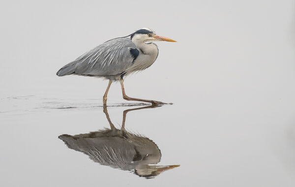 Grey heron