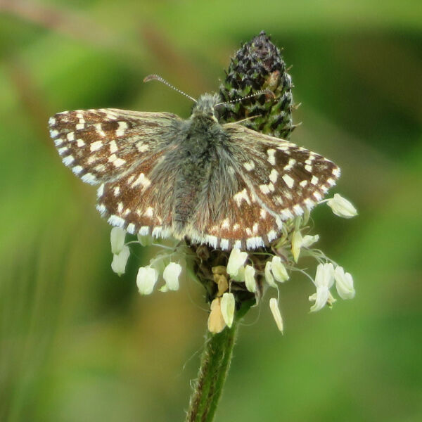 Grizzled Skipper butterfly