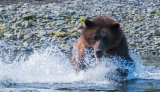 Grizzly Bear3