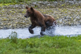 Grizzly Bear4